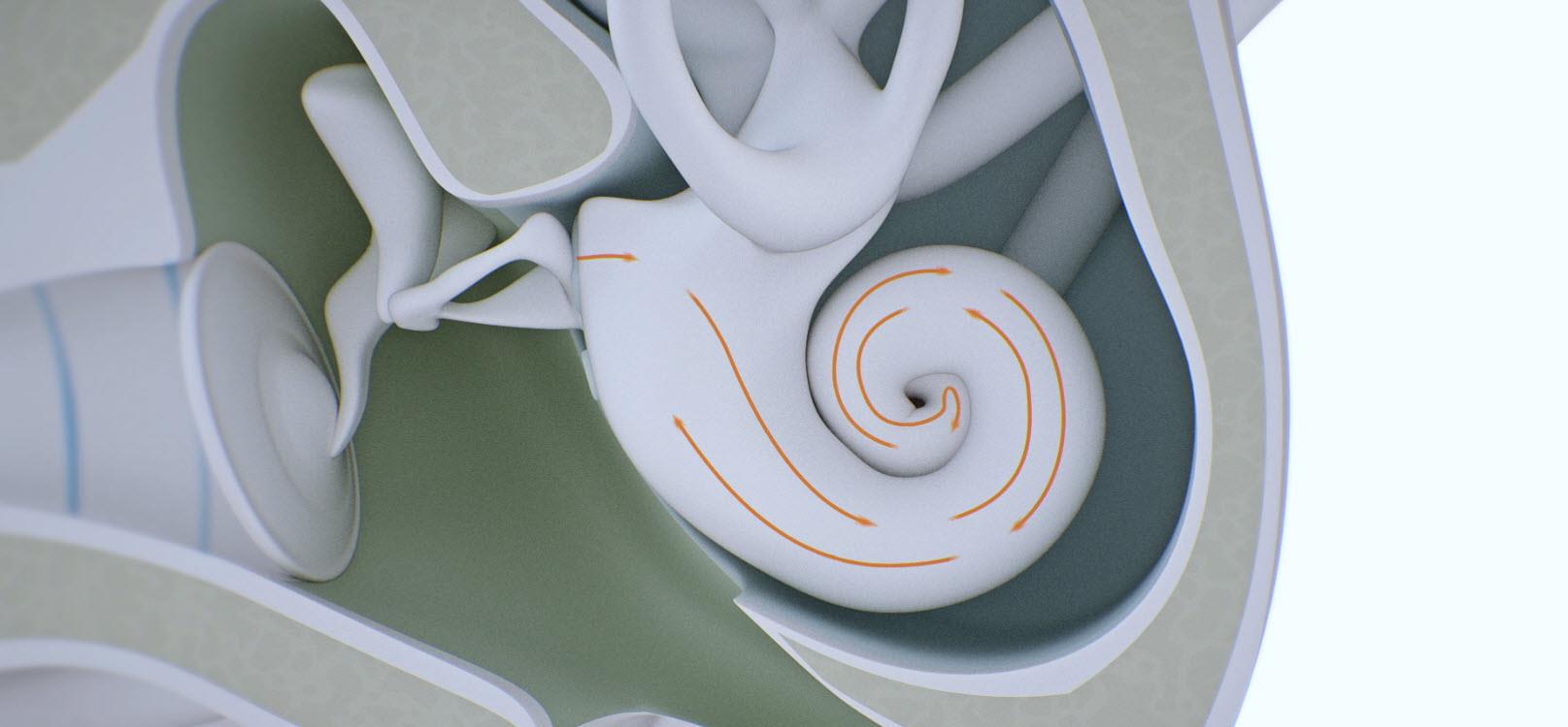 Imagen del oído interno.