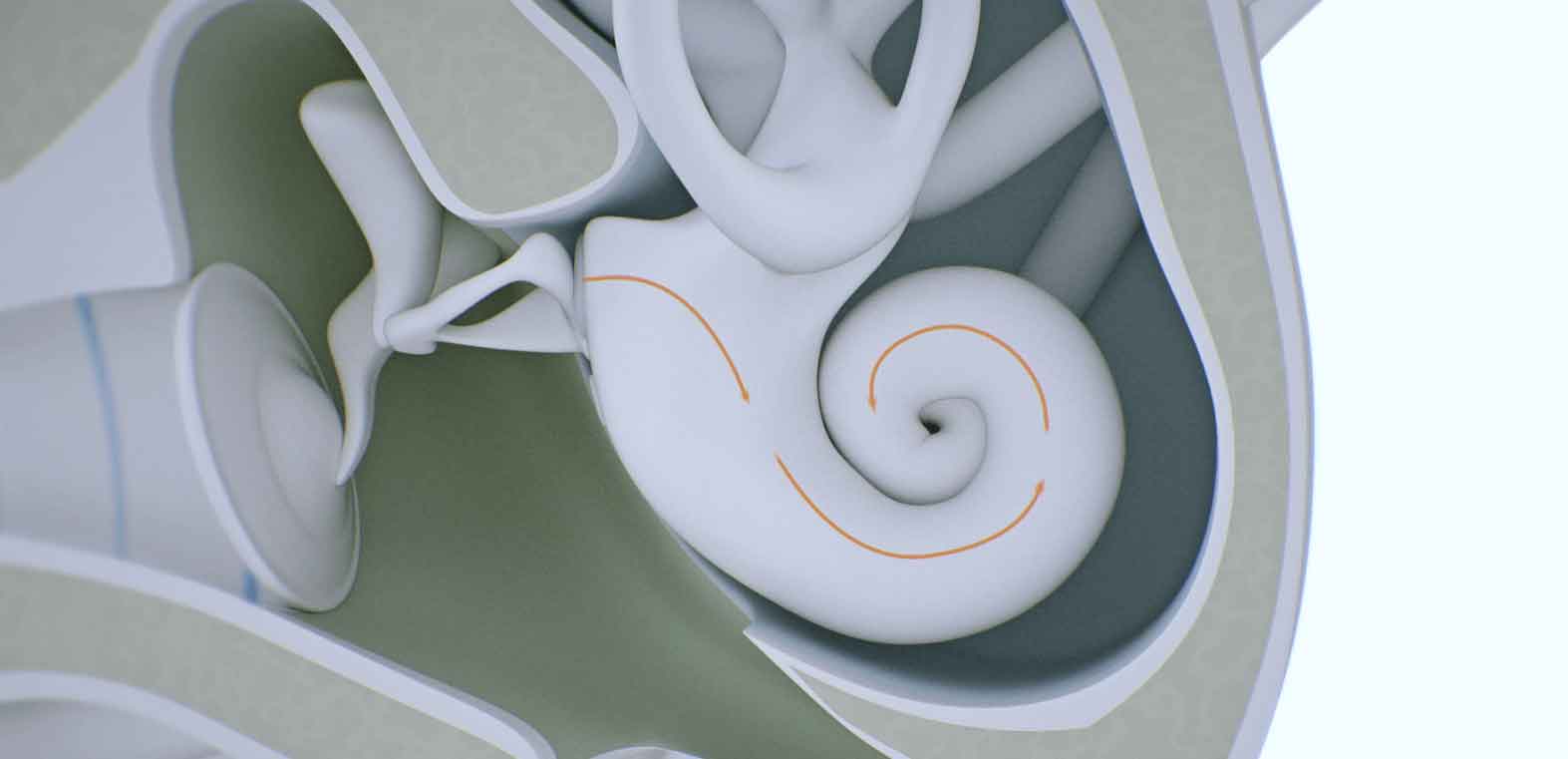 Imagen del oído interno.