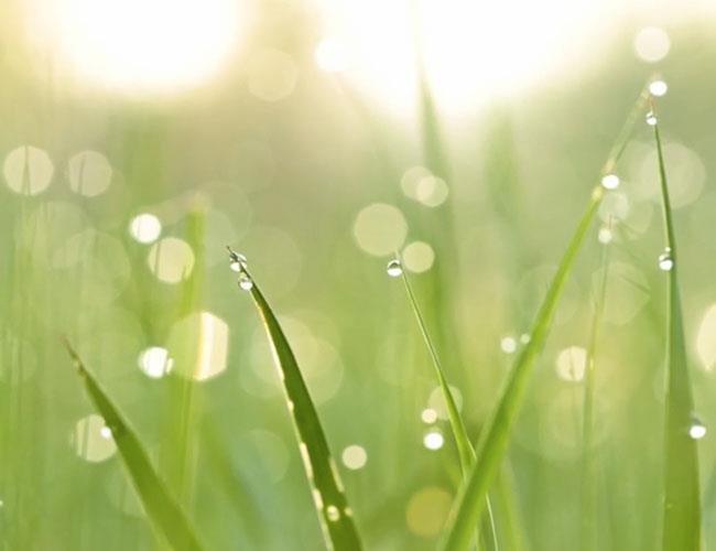 Grass with water droplets