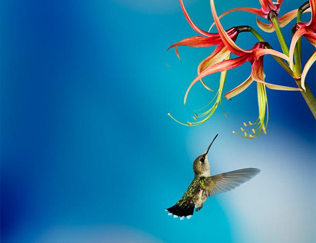 Flying hummingbird