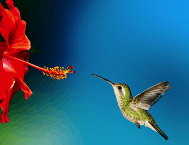 A hummingbird collecting nectar