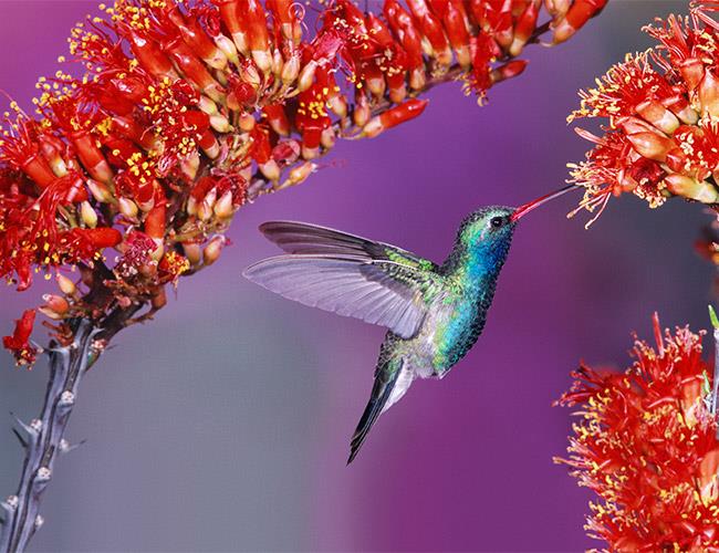 A picture of a hummingbird on a lilac background with red flowers