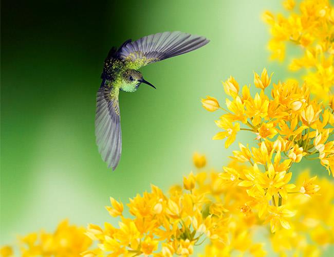 Hummingbird flying over yellow flowers