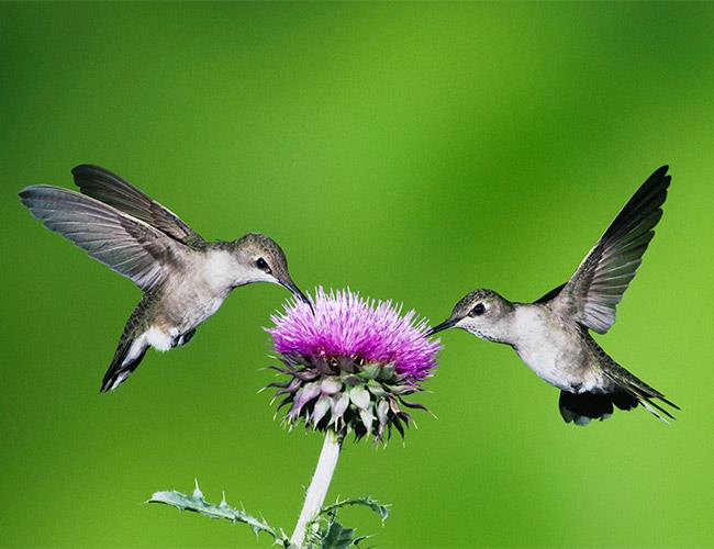 Two hummingbirds collecting nectar 